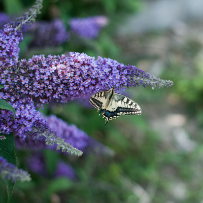 Butterfly on Buddleja bush