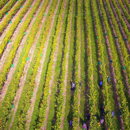 Overhead view of Waitrose Fruit Farm