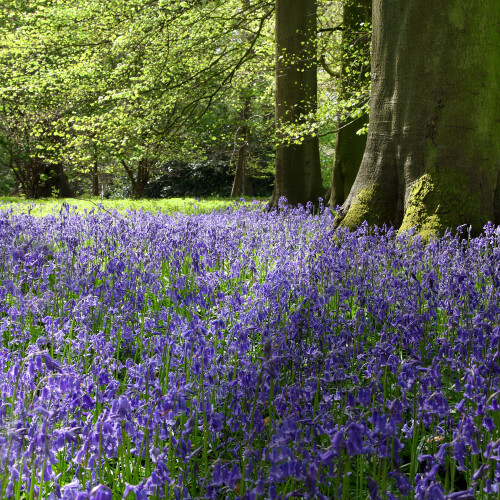 bluebells in Longstock Park