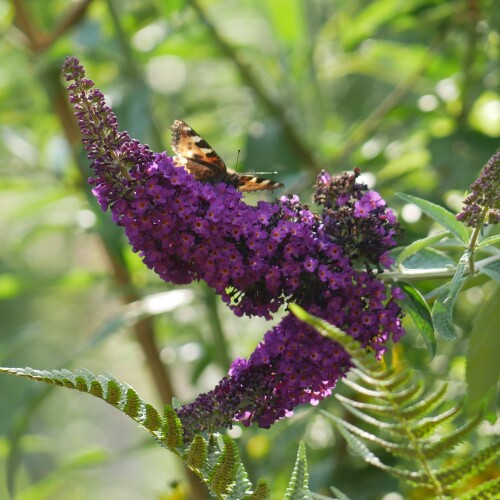 Buddleja Longstock Park Nursery Hampshire