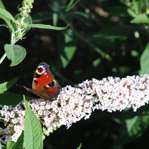 Butterfly on white Buddleja flower