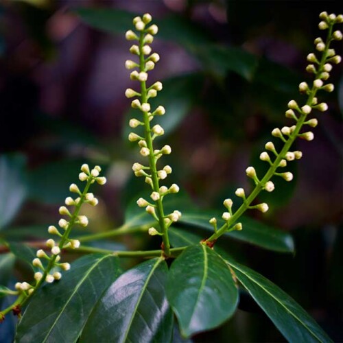 Hedging plants Longstock Park Nursery Hampshire