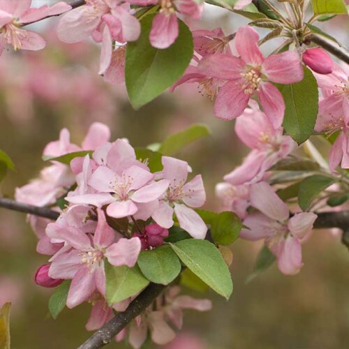 Looking after fruit trees Longstock Park Nursery