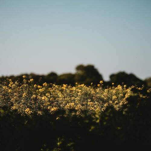 Rapeseed Crop in a field