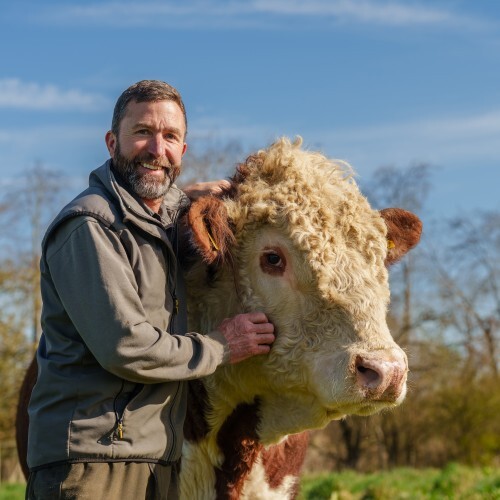 Cow at Leckford Estate for Open Farm Sunday