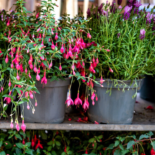 Hampshire Plant Fair