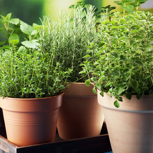 Herbs from Longstock Nursery