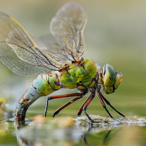 Water Park Biodiversity