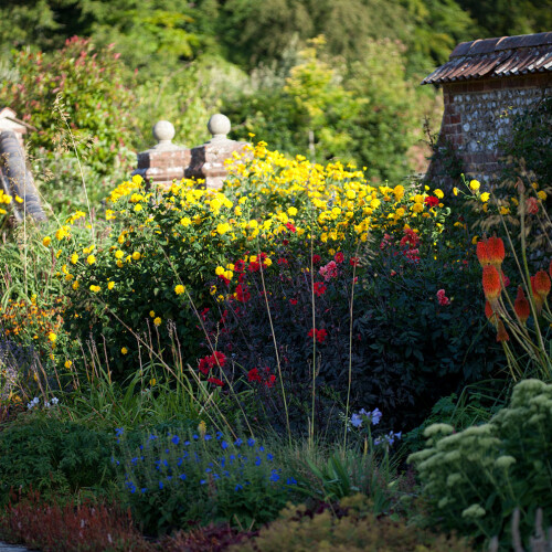 Yellow flowers longstock park walled garden