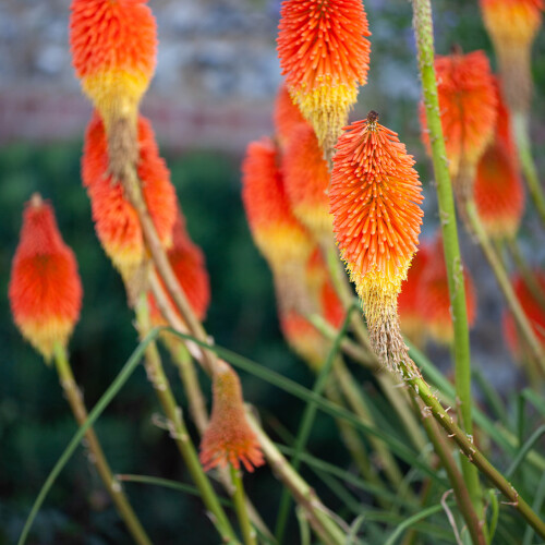 bright orange flowers at longstock park walled garden