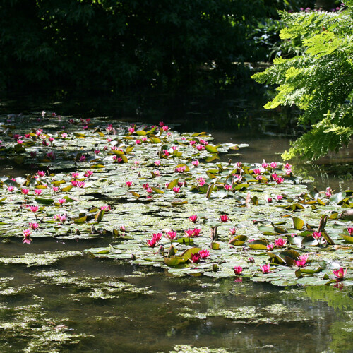 Water Lillies at Leckford Water Garden