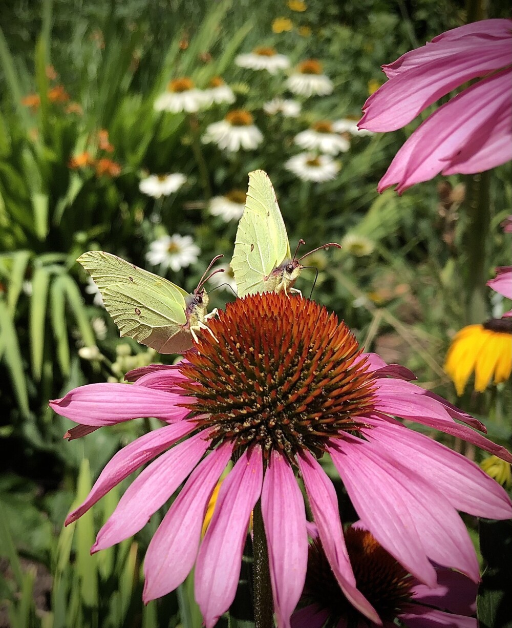 butterflies on a flower