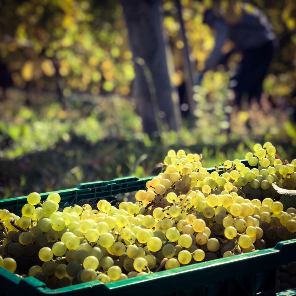 Grapes from the vineyard