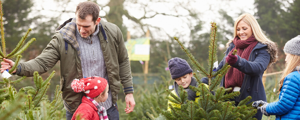 Christmas tree picking 