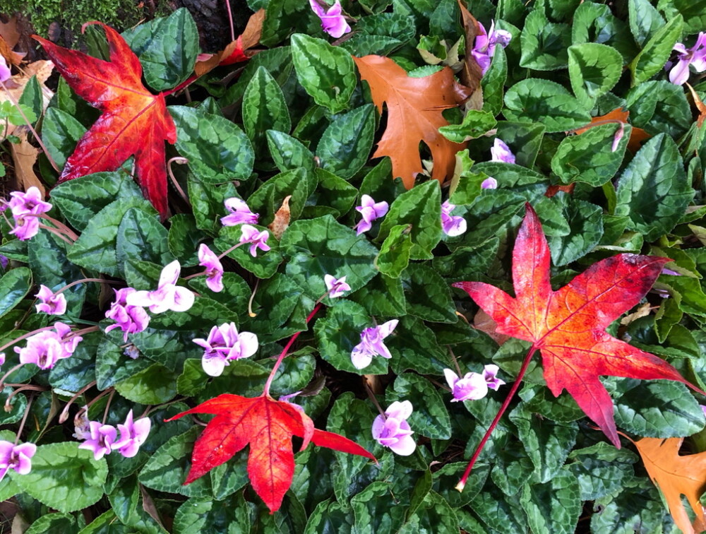 Autumn-Themed Scavenger Hunt