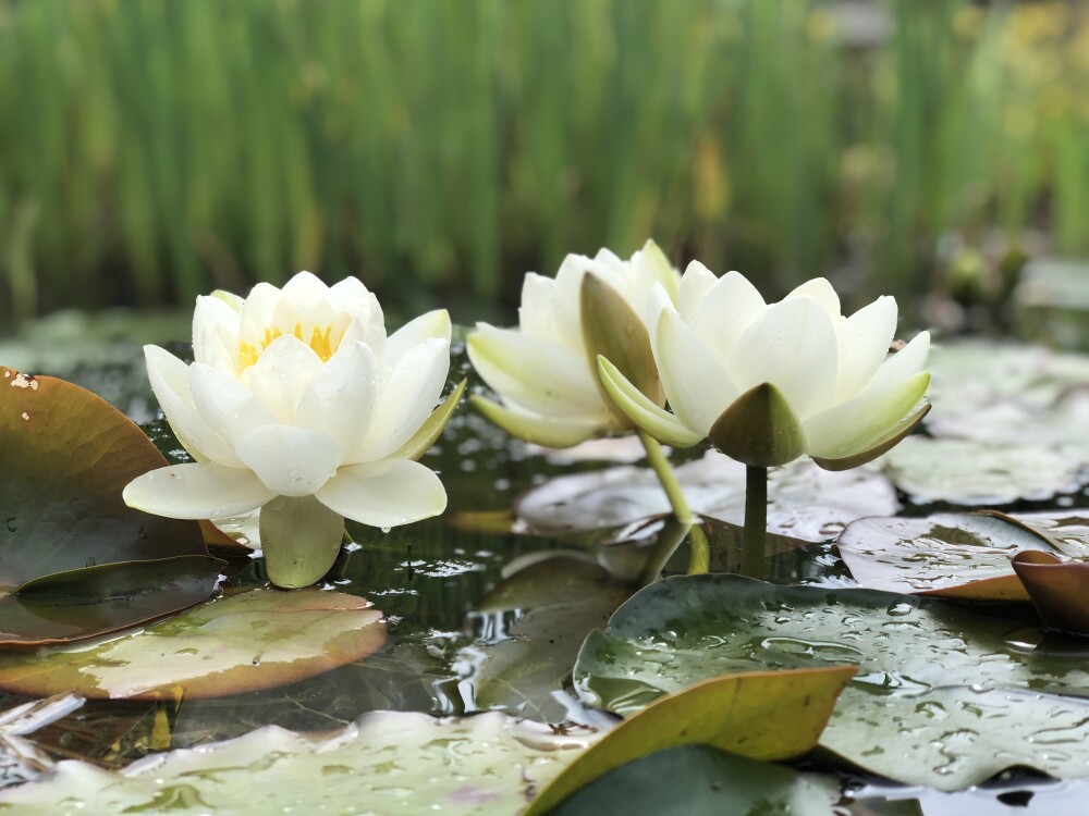 water lillies