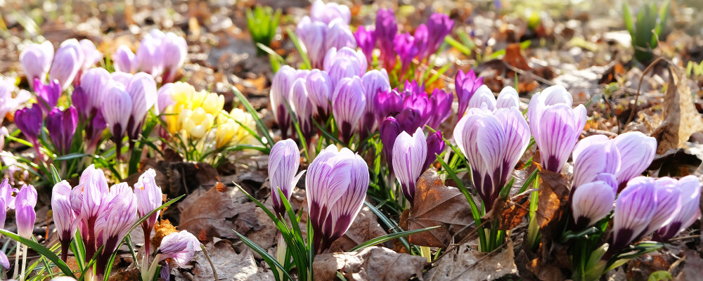 Garden Landscaping in hampshire