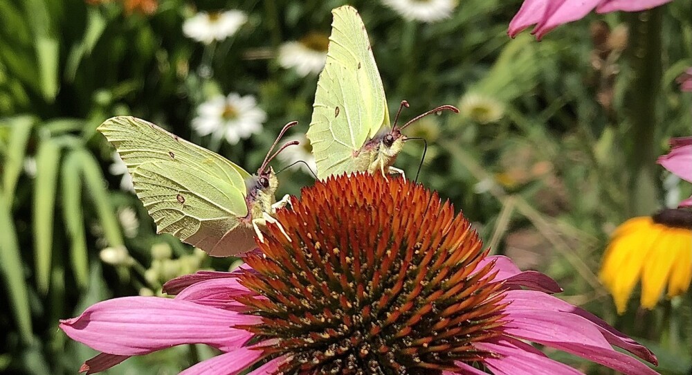 butterflies on a pink flower