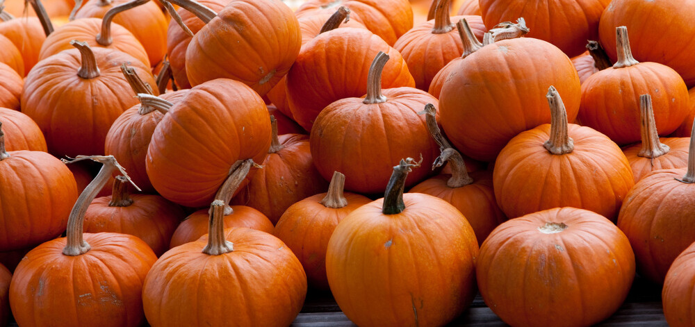 Longstock Park Farm Shop Pumpkins