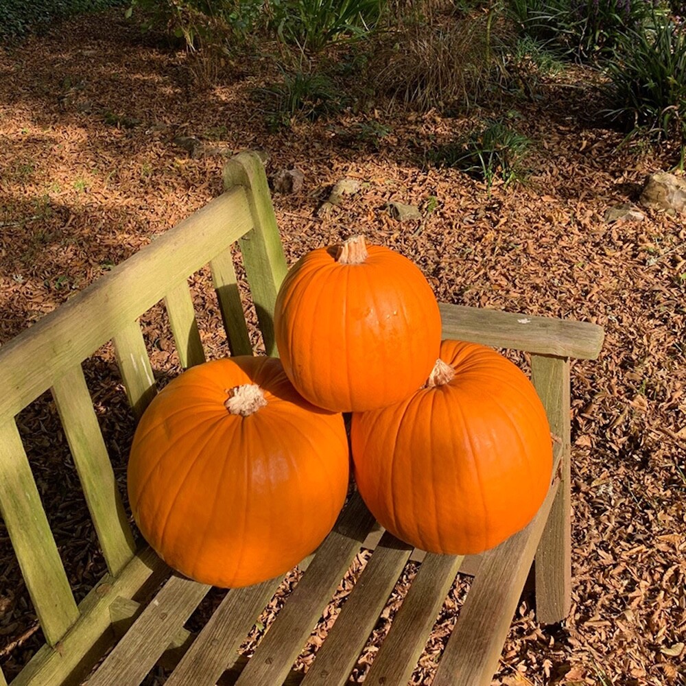 Pumpkins at Leckford Water Garden
