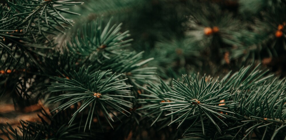 Christmas trees in Hampshire