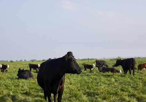 Cows in a field