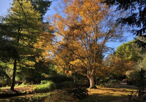 Forest Bathing : A Sensory Nature Experience in the Water Garden