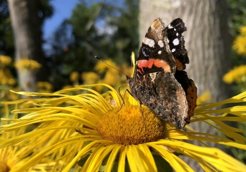 butterfly on a yellow flower