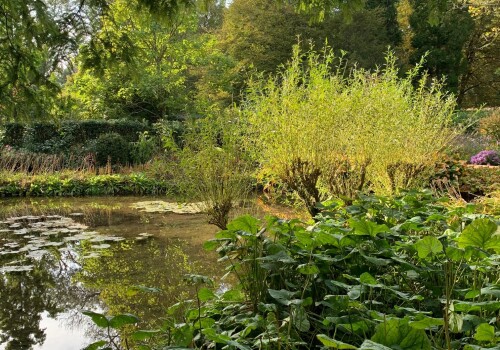 water lillies in the water