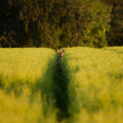 A Deer peering through the crops