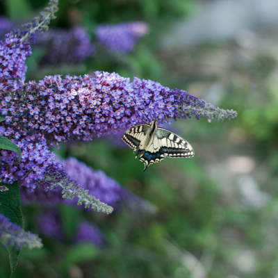 The National Collection of Buddleja