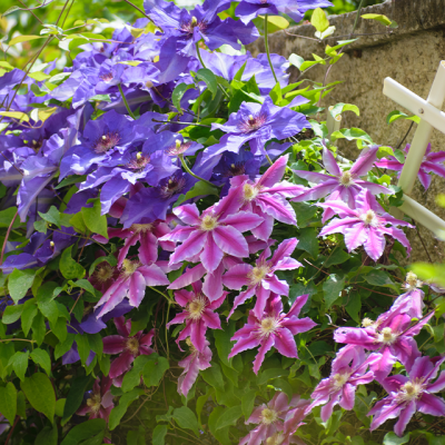 Purple climbing plants on trellis