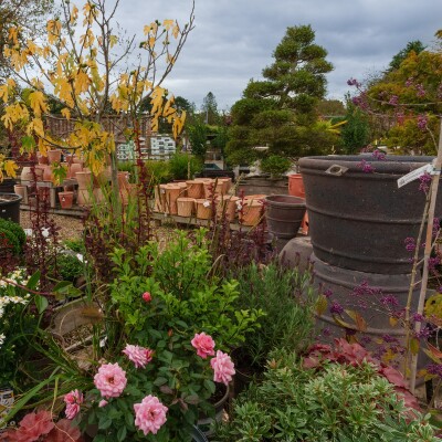 Plants, trees and garden containers