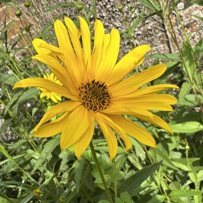 Bright yellow flower