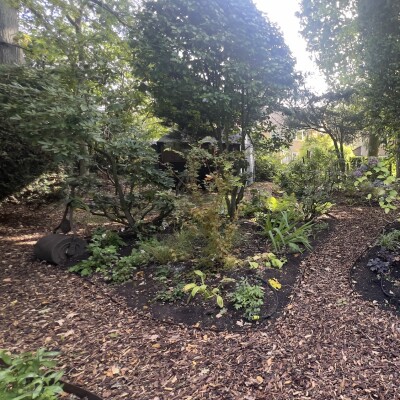 The Woodland Revitalisation