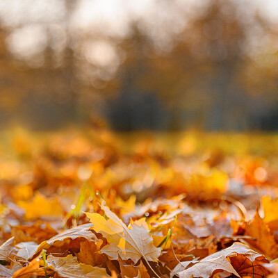 Autumn At Leckford