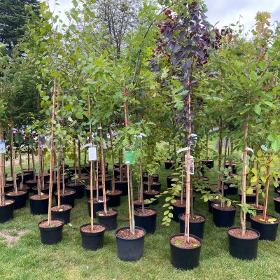 Potted trees at Longstock Park Nursery