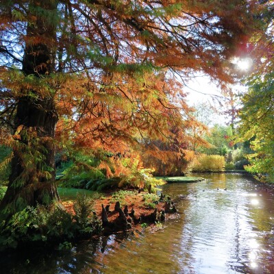 Trees along the water's edge in the water garden