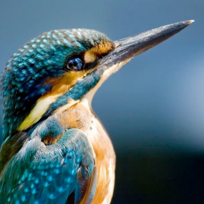 Kingfisher Longstock Park Water Garden, Hampshire