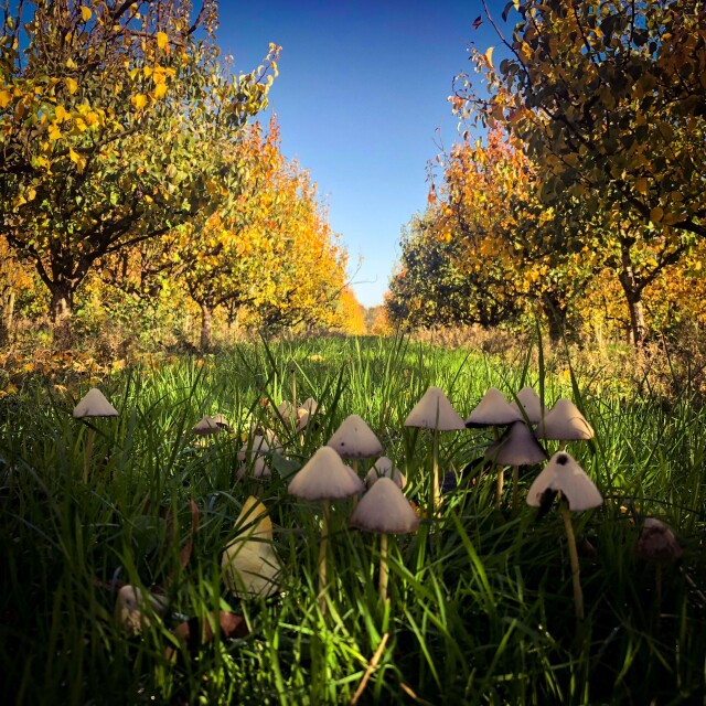 Growing in the orchards