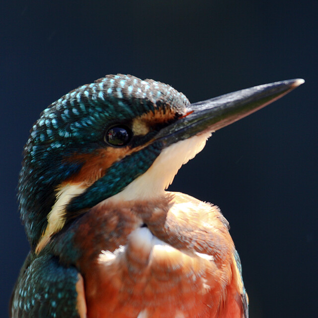 Kingfisher bird Leckford Estate, Hampshire