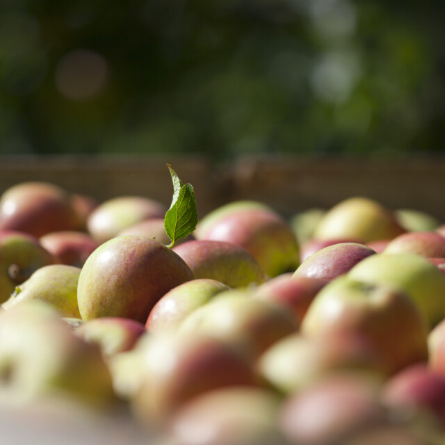 Autumn crab apples from The Waitrose & Partners Farm