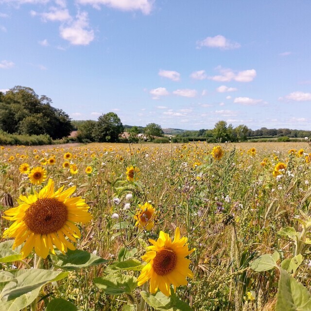 Sustainable farming