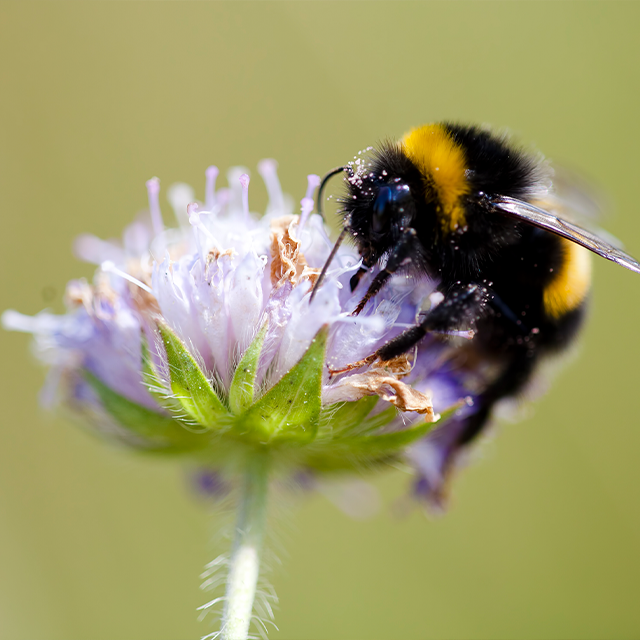 Sustainability, bee on wildflower