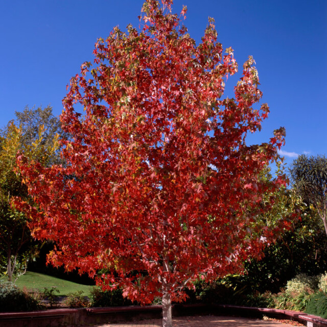 Autumn colour, planting trees
