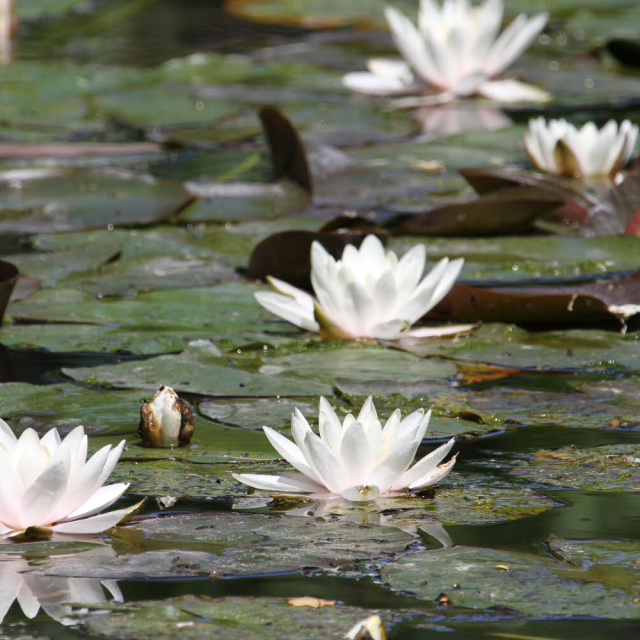 White water lillies in the water garden