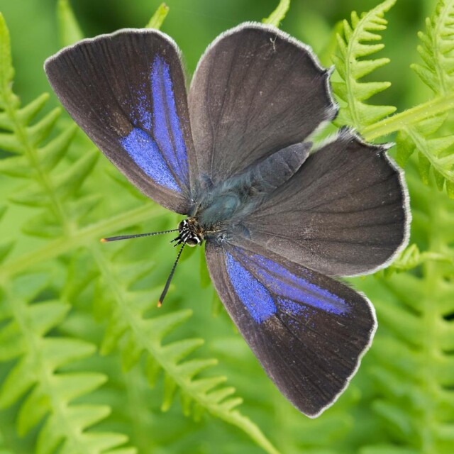 A butterfly on a fern leaf