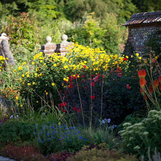 perennials for sale Hampshire