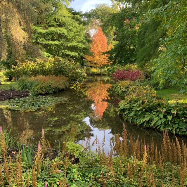 Water Garden autumn tree reflection